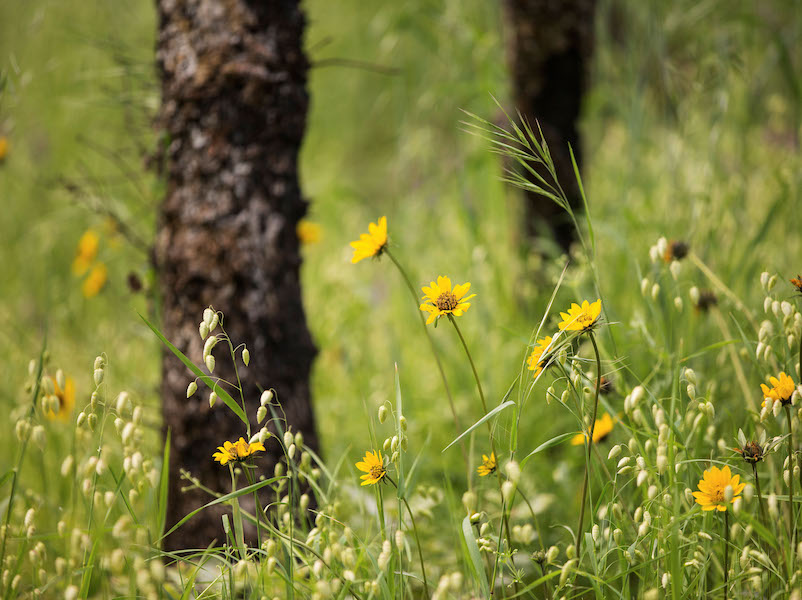 Sonoma County’s Best Spring Wildflower Walks